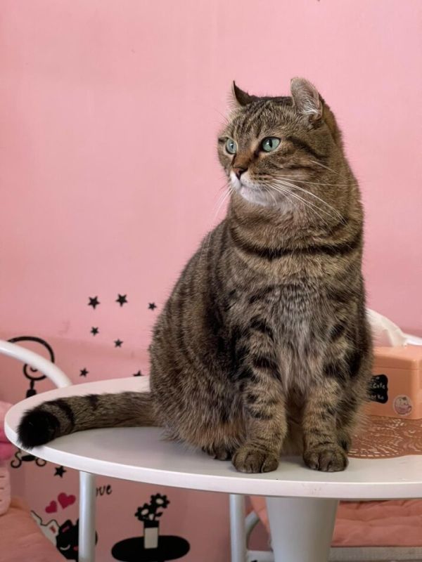 ������ ����� ��������� �����: ������ �� ���������� ��������