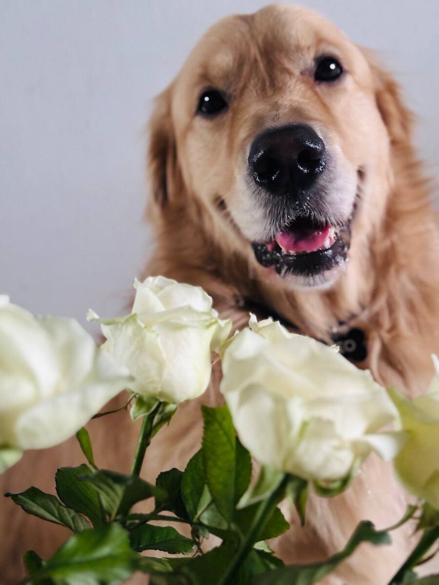 Праздник любви: как 14 февраля объединил питомцев и их владельцев