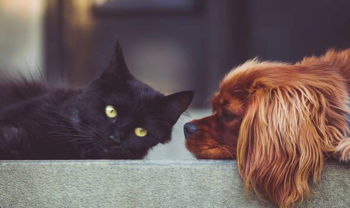 ������ �� �������� ������������ ����������� ���������? ���������� �������������