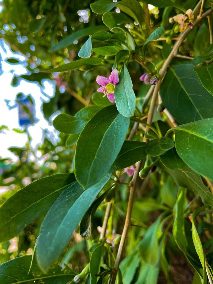 Почему мы остаемся в разрушительных отношениях