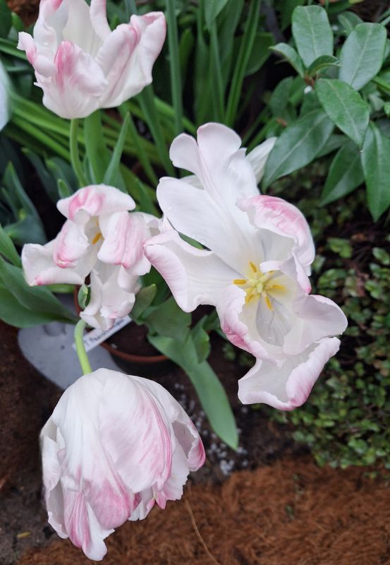 �����, ������ � ������������: ��������������� ������ �� ���������