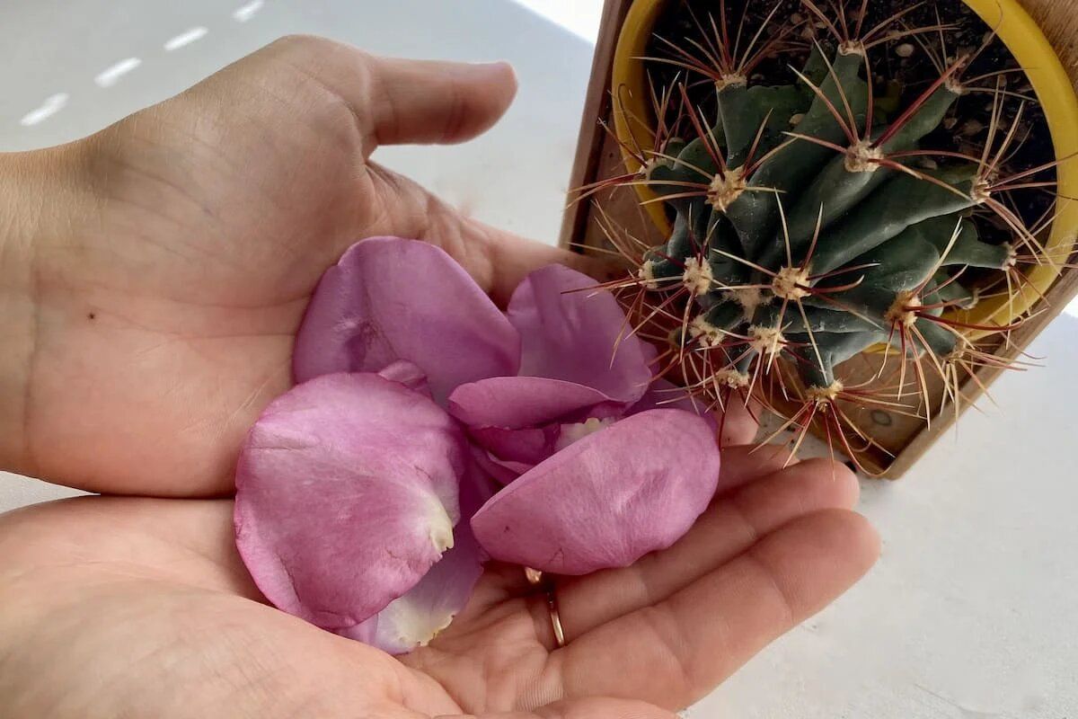 ��� �������� ���������� �����: ������ ��������