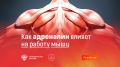 Гормон стресса и мышцы: неожиданные совершения исследования