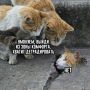 ����� �������� ���� ��������: ���� � ����������
